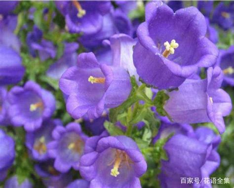 風鈴草 花語|風鈴草：花語和意義的探索，你知道多少？